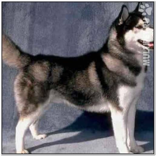 английский бульдог 8 класс