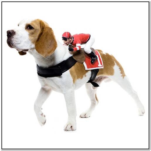 бельгийская овчарка цена