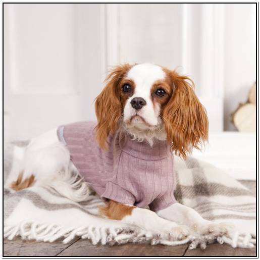 корм для кошек томск