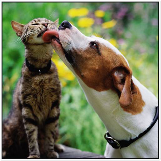 бишон фризе одежда