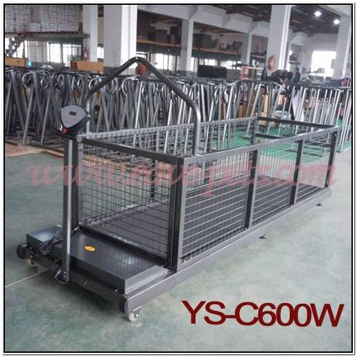 порода собак аляскинский маламут фото