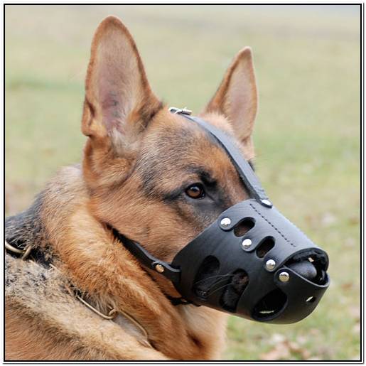 американский кокер спаниель харьков купить