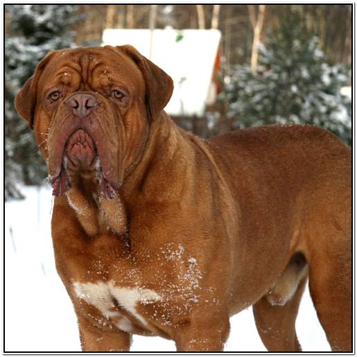 английский кокер спаниель и ребенок