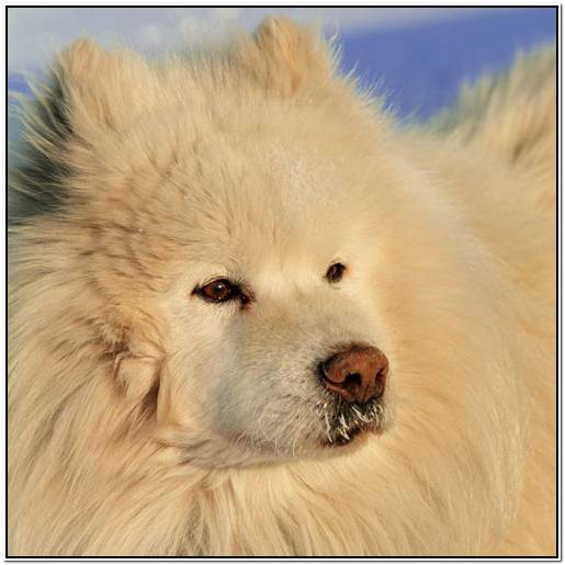 барбет крана