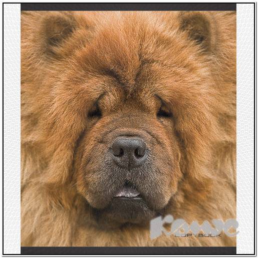 купить щенка бобтейла