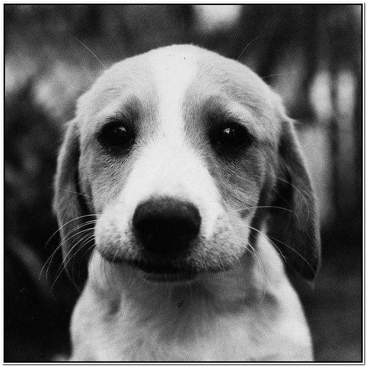 ретривер ирбис