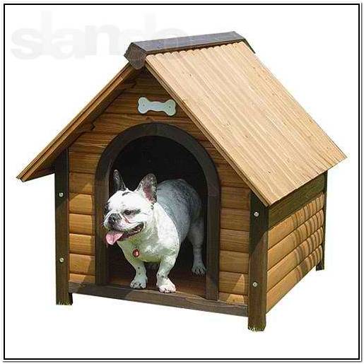 бордер колли в казахстане