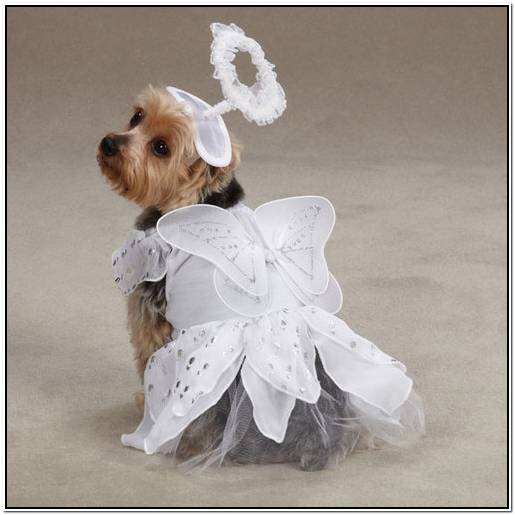 бордер колли даром или купить краснодарский край