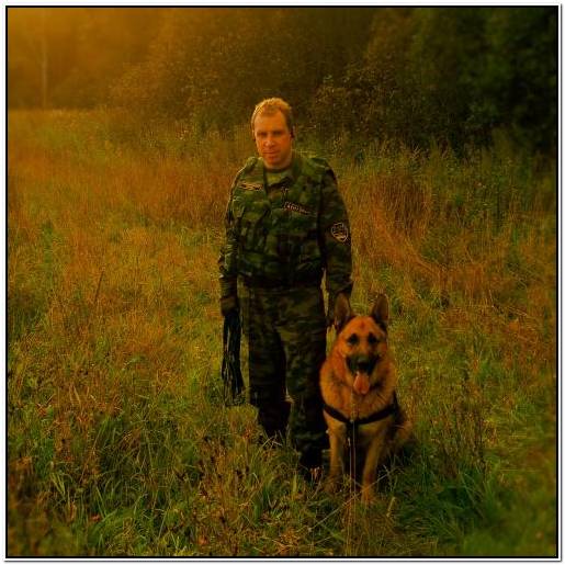 голден ретривер 3 месяца