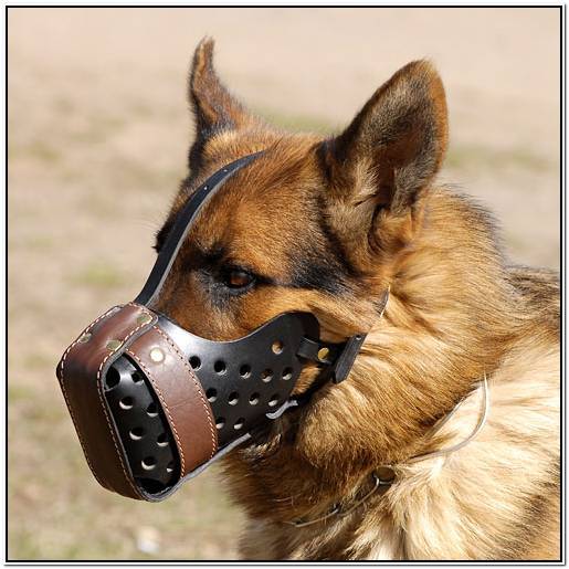 виды аквариумных рыбок каталог