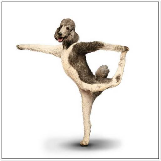 американская акита цена щенка