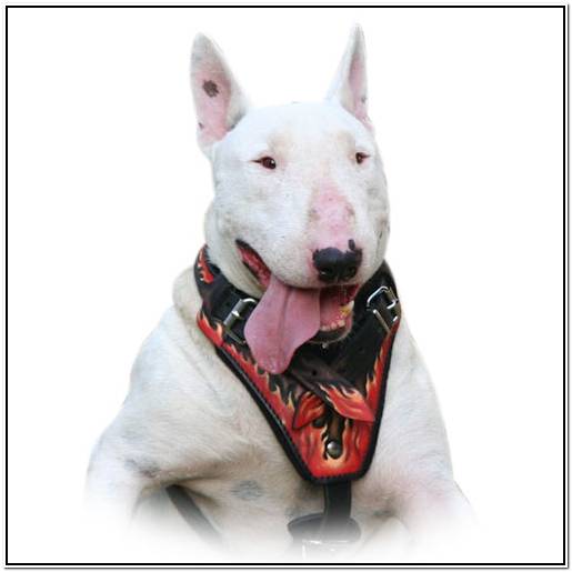 ретривер на охоте