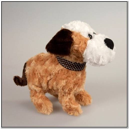 английский сеттер харьков