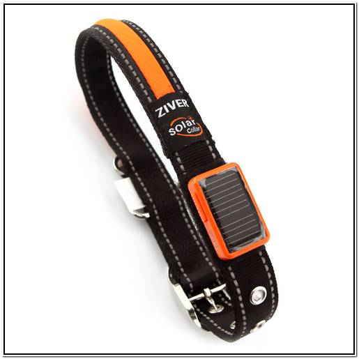 бобтейл кошки