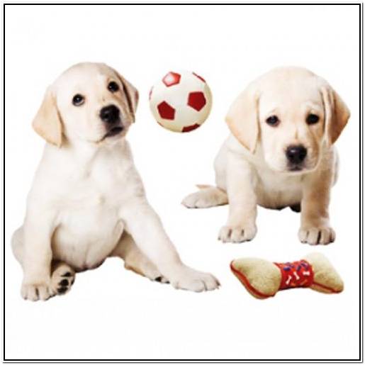 боксер электросхема процессор