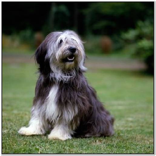 лабрадор волгодонск