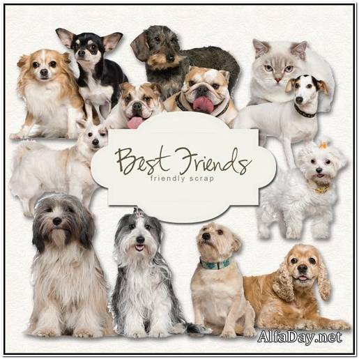 английский бульдог 2010