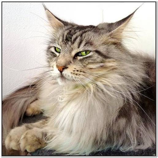 РіСЂРµР№С…Р°СѓРЅРґ С‚Р°РЅРє