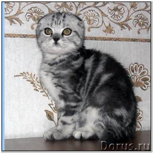 черепашки ниндзя мультфильм смотреть