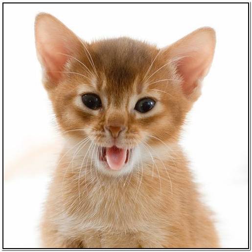 басенджи щенки одесса