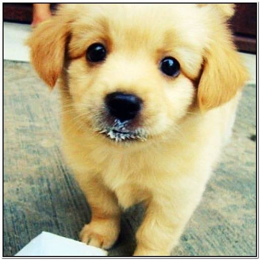 обезьянки на животе