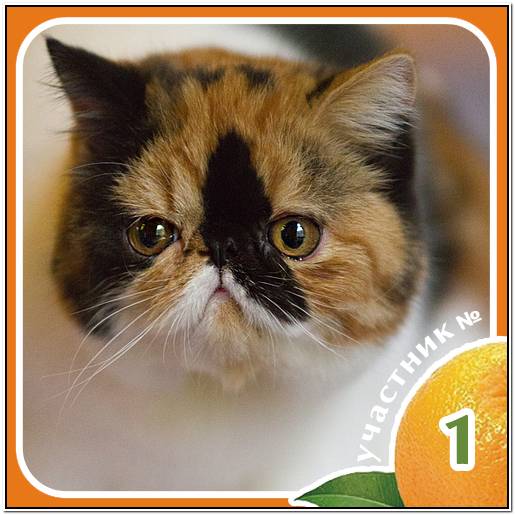 вест хайленд уайт терьер перевод