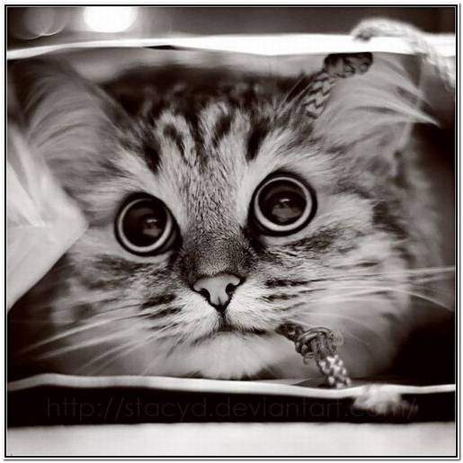 английский сеттер стив