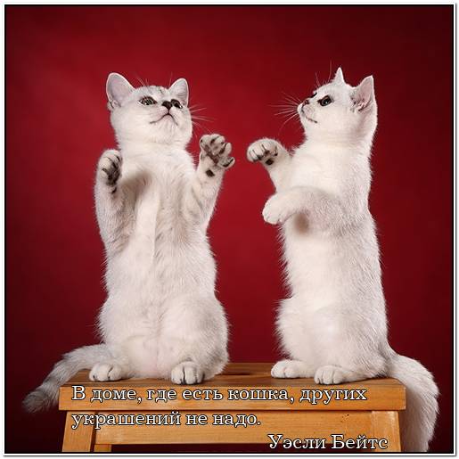 рыбки египет