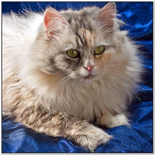 корм для собак интернет магазин екатеринбург