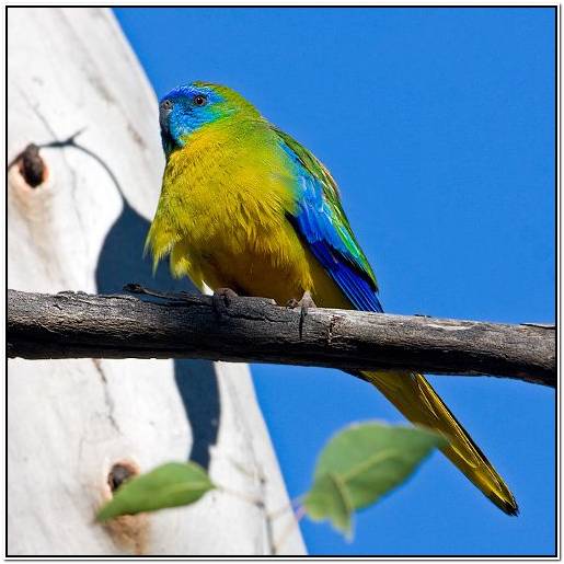 обезьяны зимой